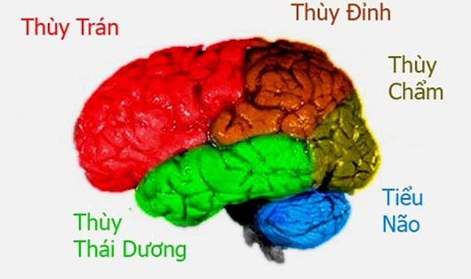 Bộ não của các thiên tài hoạt động như thế nào? (1)