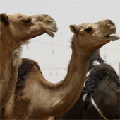 Lạc đà gây hội chứng suy hô hấp Trung Đông