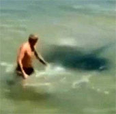 Video: Suýt mất mạng vì đùa nghịch với cá đuối gai độc