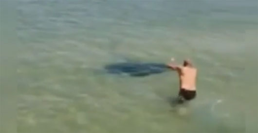 Video: Suýt mất mạng vì đùa nghịch với cá đuối gai độc Video: Suýt mất mạng vì đùa nghịch với cá đuối gai độc