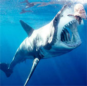 Cá mập lớn ăn cá mập nhỏ