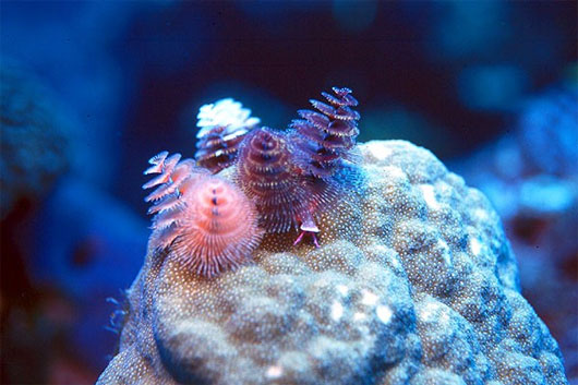 Những sinh vật biển kỳ lạ, dễ thương