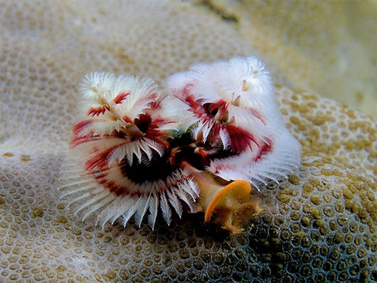 Strange, cute sea creatures