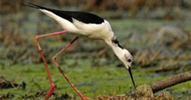 Những cái "nhất" kỳ lạ ở thế giới động vật