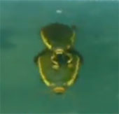 Bọ cánh cứng "yêu" dưới nước thế nào?