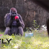 Con khỉ đột đực sống lâu nhất thế giới