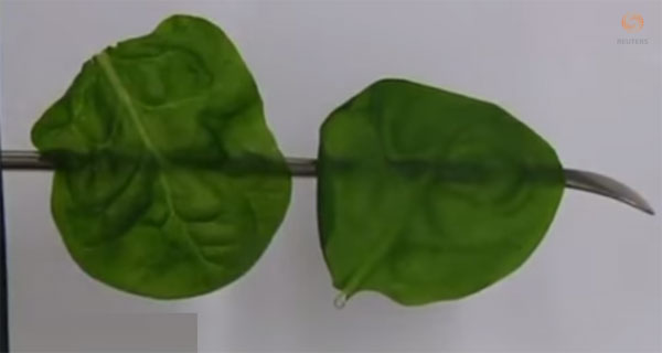 Công nghệ giữ nguyên hương vị cho rau đông lạnh
