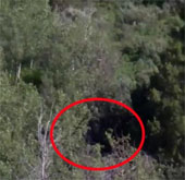 Dã nhân Bigfoot lông lá đứng bất động giữa rừng cây?