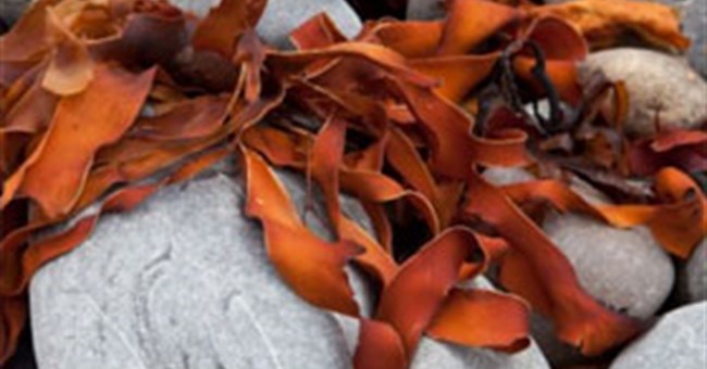 Hy vọng kéo dài tuổi thọ cho bệnh nhân xơ nang