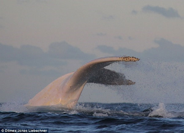 Phát hiện con cá voi lưng gù bạch tạng cực hiếm ở Australia - KhoaHoc.tv