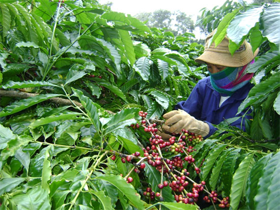 Đắk Lắk sản xuất cà phê thích ứng với biến đổi khí hậu