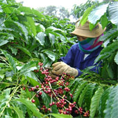 Đắk Lắk sản xuất cà phê thích ứng với biến đổi khí hậu