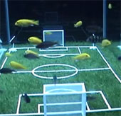Video: Cá đá bóng ở giải vô địch dưới nước