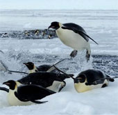 Chim cánh cụt hoàng đế đối mặt nguy cơ tuyệt chủng