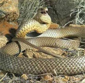 Tìm hiểu loài rắn độc thứ hai thế giới