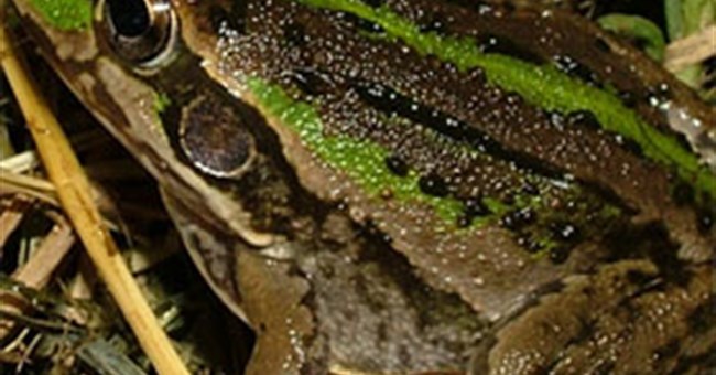 Loài ếch giữ bí mật giúp con người chinh phục vũ trụ