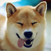 Maru - Chú chó có khuôn mặt hạnh phúc nhất thế giới