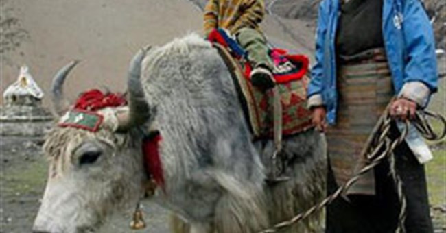 Người Tây Tạng sống được trên núi cao nhờ "họ hàng” tuyệt chủng