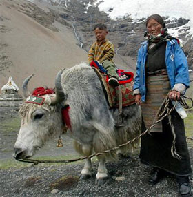 Người Tây Tạng sống được trên núi cao nhờ "họ hàng” tuyệt chủng