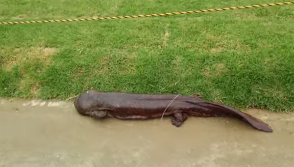 Phát hiện loài kỳ nhông khổng lồ kỳ dị ở Nhật Bản Phát hiện loài kỳ nhông khổng lồ kỳ dị ở Nhật Bản