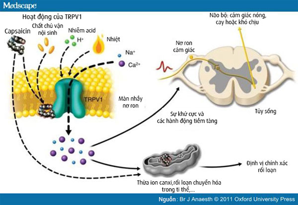 Tại sao ớt có vị cay, nóng và có thể dùng ớt để giảm đau?