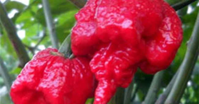 Tại sao ớt có vị cay, nóng và có thể dùng ớt để giảm đau?