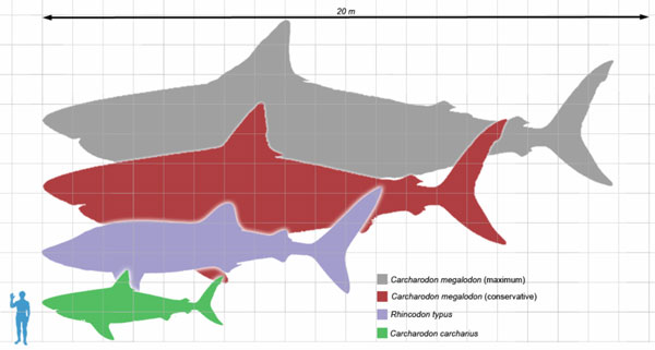Megalodon thì khổng lồ và cần “khẩu phần ăn” từ các loài vật lớn.