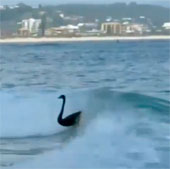 Video: Thiên nga đen trổ tài lướt sóng