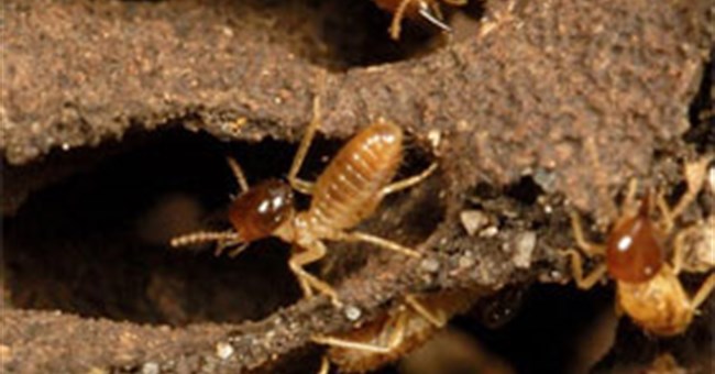 Các loài động vật quái đản: thở bằng hậu môn, "xì hơi" để bơi