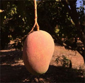 Một nông dân Australia phát triển giống xoài có mùi vị dừa