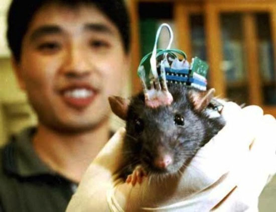 Mỹ phát triển chip cấy trong não người