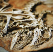Hóa thạch làm thay đổi nhận thức về khủng long lông vũ