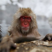 Khỉ ở gần nhà máy Fukushima có thể bị nhiễm xạ