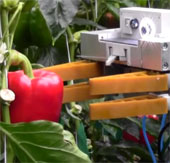 Robot thu hoạch trái cây
