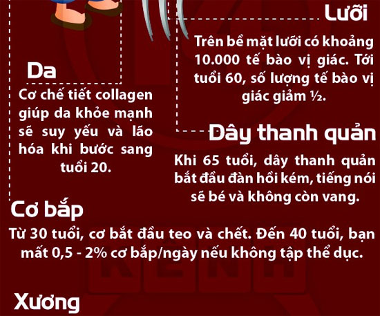 Đọ độ tuổi lão hóa của các bộ phận cơ thể con người