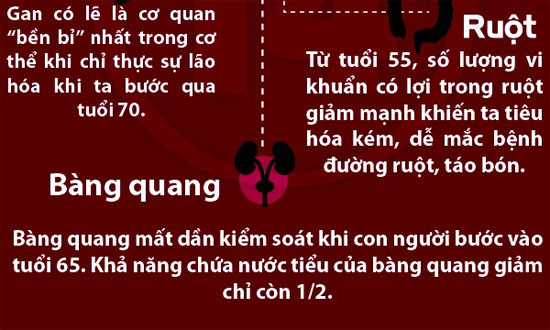 Đọ độ tuổi lão hóa của các bộ phận cơ thể con người