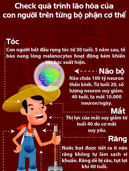 Đọ độ tuổi lão hóa của các bộ phận cơ thể con người