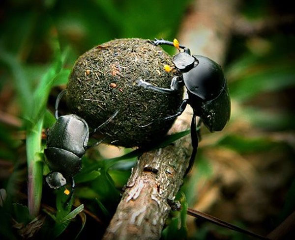 Lý giải tại sao người Ai Cập tôn sùng loài bọ hung ăn phân
