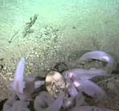 Video đầu tiên về loài tôm trắng bí hiểm dưới đáy đại dương