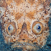 Bức ảnh "Cá chiêm tinh" thi ảnh động vật đẹp nhất năm
