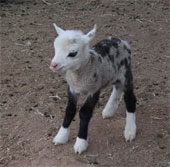 Dê lai cừu có hình dáng đặc biệt xuất hiện tại Mỹ