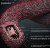 Những dấu hiệu nhận biết và triệu chứng của bệnh do virus Ebola