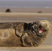 Chùm ảnh: Nụ cười tỏa nắng của hải cẩu