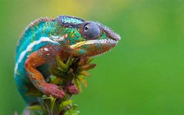 Tắc kè hoa bị mù có thể thay đổi màu sắc hay không?