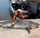 Bắt được cá nhám hổ nặng gần 400kg