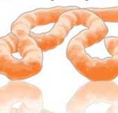 Cách virus Ebola tấn công cơ thể con người
