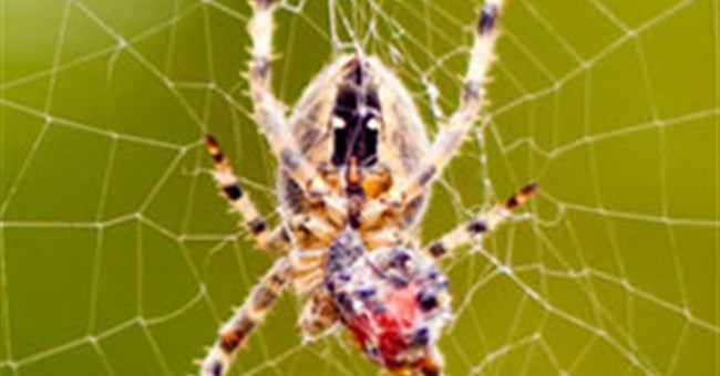 Sự thật về cách di chuyển của loài nhện trên mạng nhện