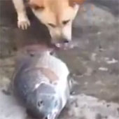 Video: Chó tát nước để cứu sống cá