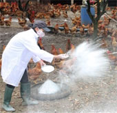 Phát hiện virus cúm A/H5N6 trên động vật ở Lạng Sơn và Hà Tĩnh