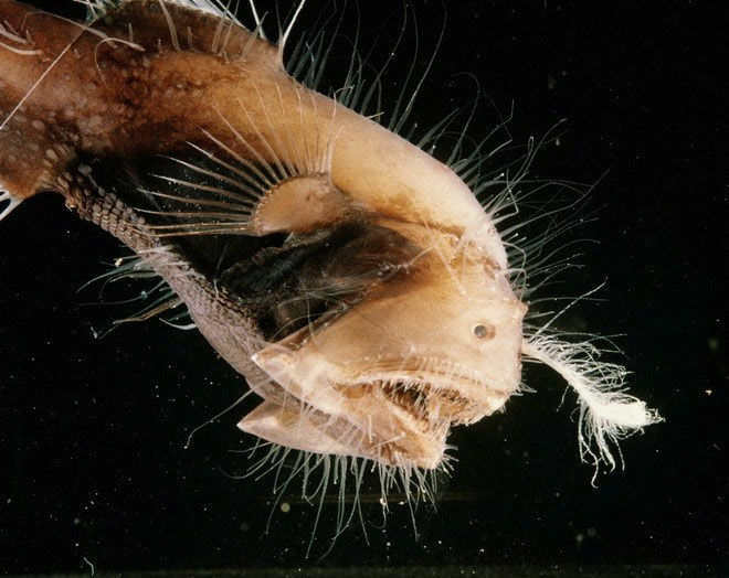 Close-up of "sea monsters" are scarier than sharks